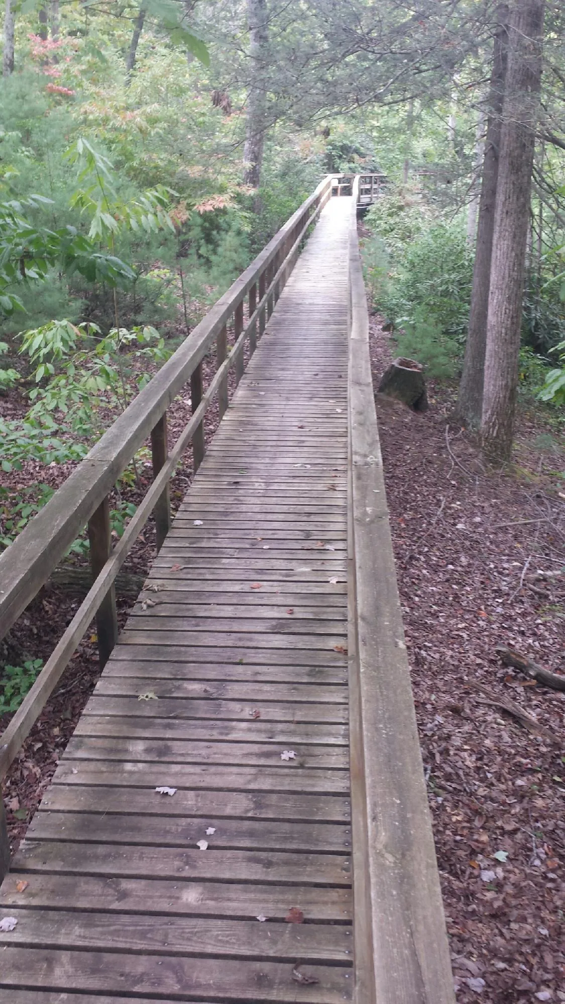 Long wood walkway with handrails built through the woods in Crowley